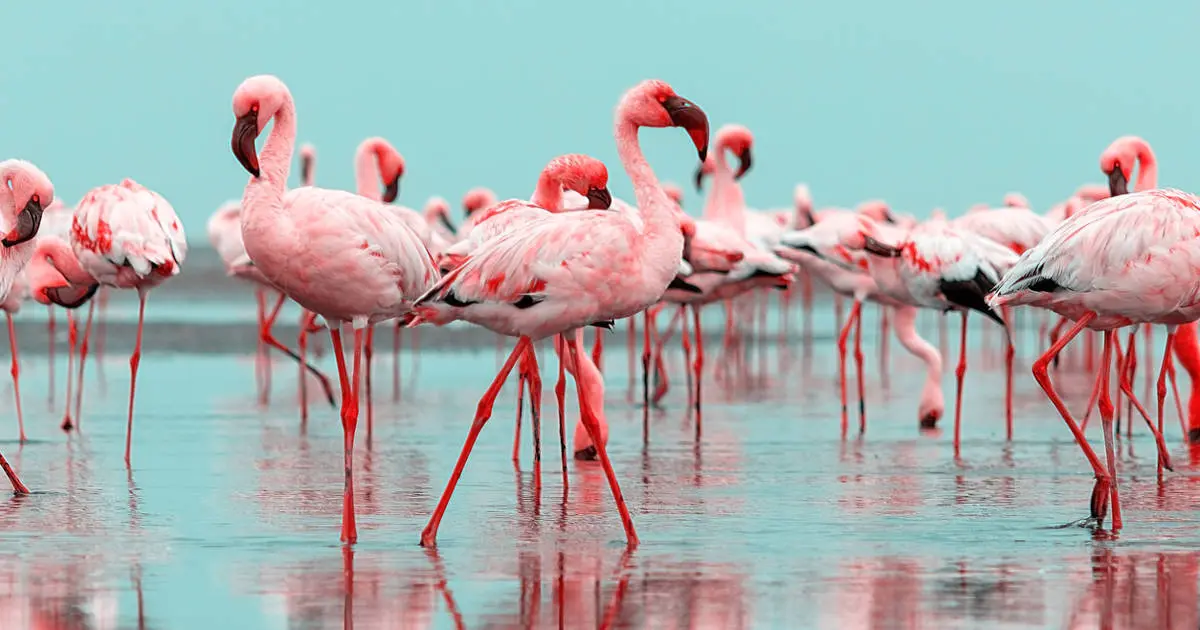 Aves migratorias en el Estrecho: guía de avistamiento